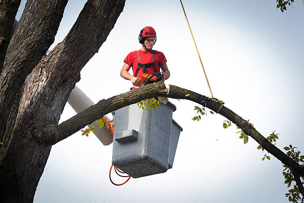 Pine Bluff, AR Tree Service Company